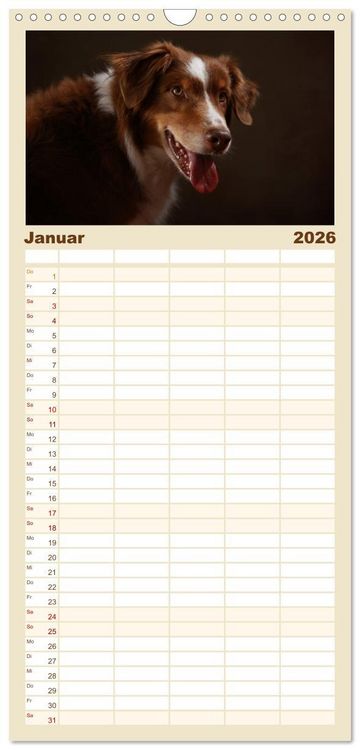 Produktbild: Familienplaner 2026 - Charmante Australian Shepherds mit 5 Spalten (Wandkalender, 21 x 45 cm) CALVENDO