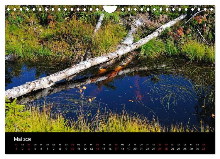 Produktbild: B&auml;ume (Wandkalender 2026 DIN A4 quer), CALVENDO Monatskalender