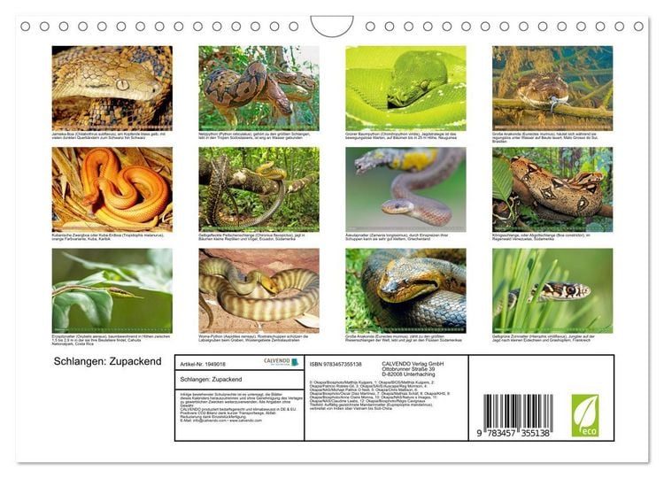 Produktbild: Schlangen: Zupackend (Wandkalender 2026 DIN A4 quer), CALVENDO Monatskalender