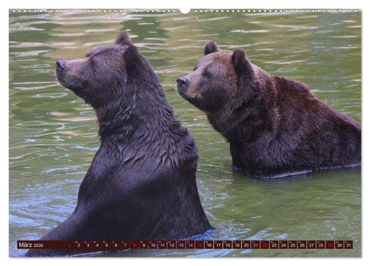 Produktbild: B&auml;ren (hochwertiger Premium Wandkalender 2026 DIN A2 quer), Kunstdruck in Hochglanz