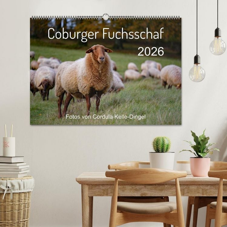 Produktbild: Coburger Fuchsschaf (Wandkalender 2026 DIN A2 quer), CALVENDO Monatskalender