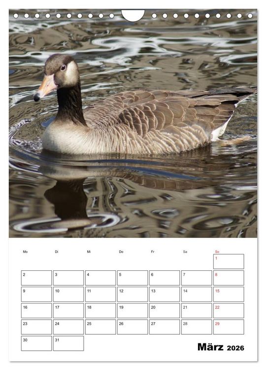 Produktbild: Gl&uuml;ckliche G&auml;nse (Wandkalender 2026 DIN A4 hoch), CALVENDO Monatskalender