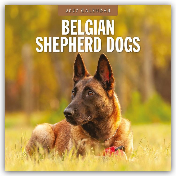 Produktbild: Belgian Shepherd &ndash; Belgischer Sch&auml;ferhund 2027 &ndash; 16-Monatskalender