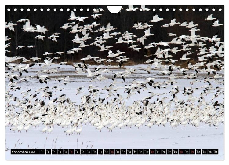 Produktbild: PLUMES L&Eacute;G&Egrave;RES. Oiseaux du Monde (Calendrier mural 2026 DIN A4 vertical), CALVENDO calendrier mensuel