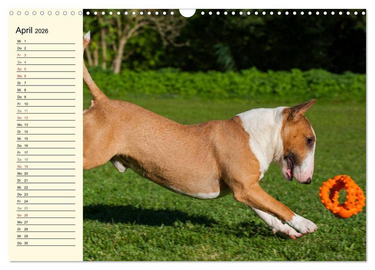 Produktbild: Bullterrier (Wandkalender 2026 DIN A3 quer), CALVENDO Monatskalender