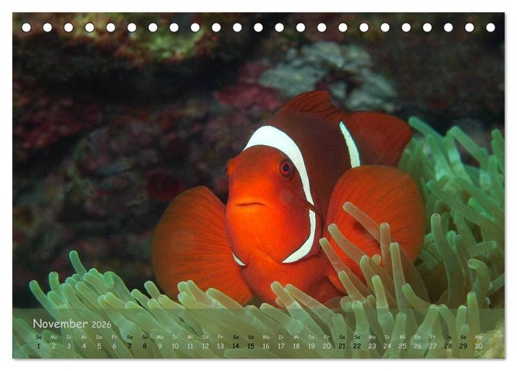 Produktbild: Anemonenfische - Streitbare Gesellen (Tischkalender 2026 DIN A5 quer), CALVENDO Monatskalender