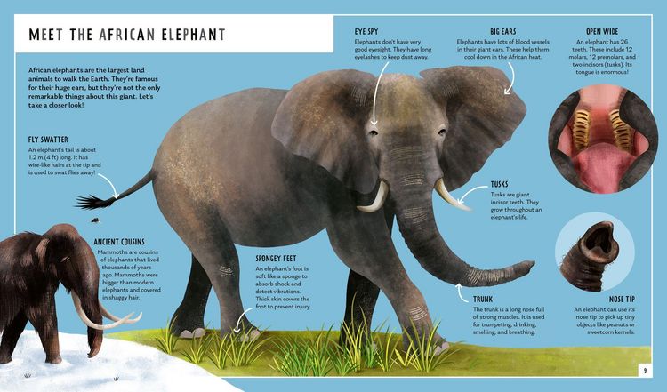 Produktbild: African Elephant (Young Zoologist)