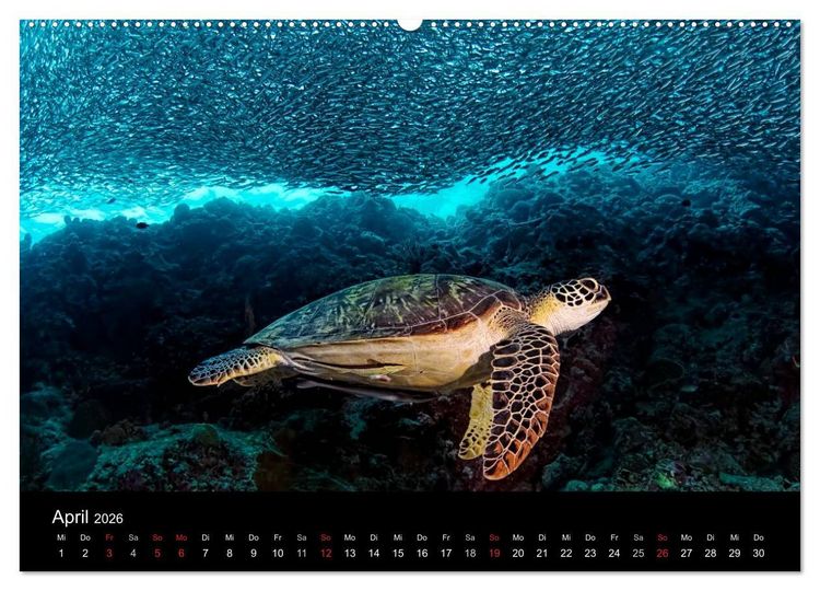 Produktbild: Fischschw&auml;rme (Wandkalender 2026 DIN A2 quer), CALVENDO Monatskalender