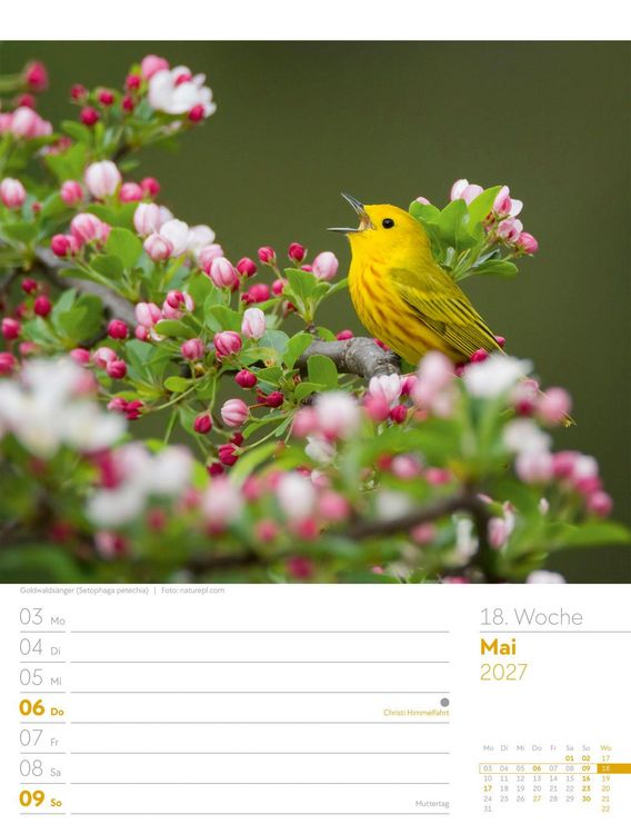 Produktbild: V&ouml;gel Wochenplaner Kalender 2027