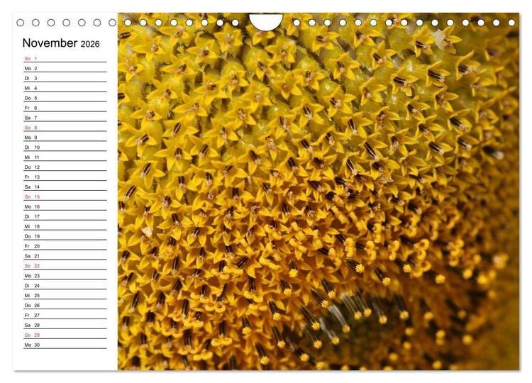 Produktbild: Sonnenblumen Impressionen (Wandkalender 2026 DIN A4 quer), CALVENDO Monatskalender