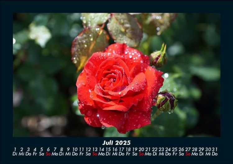 Produktbild: Blumenkalender 2025 Fotokalender DIN A5