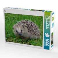 Produktbild: CALVENDO Puzzle Igel 1000 Teile Lege-Gr&ouml;&szlig;e 64 x 48 cm Foto-Puzzle Bild von Kattobello