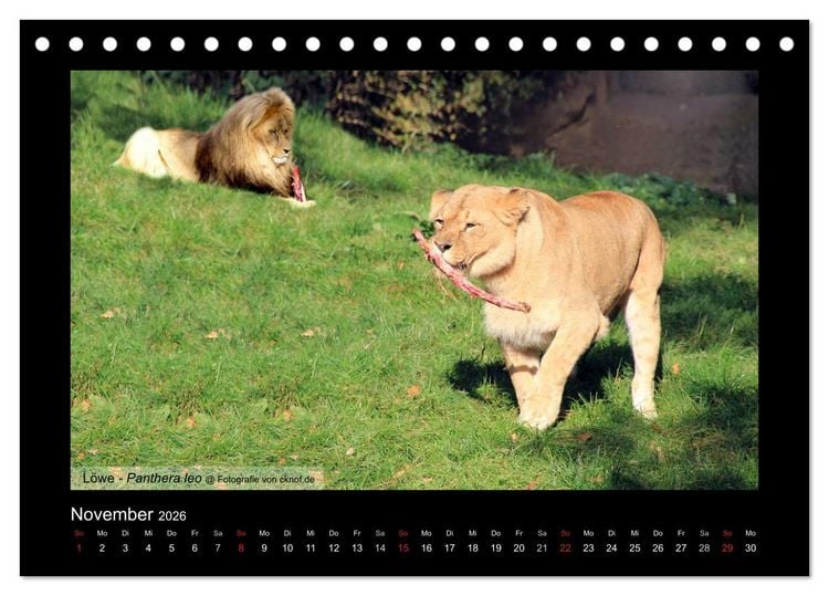 Produktbild: Wildtiere (Tischkalender 2026 DIN A5 quer), CALVENDO Monatskalender