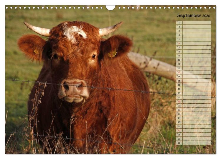 Produktbild: Gl&uuml;ckliche K&uuml;he (Wandkalender 2026 DIN A3 quer), CALVENDO Monatskalender