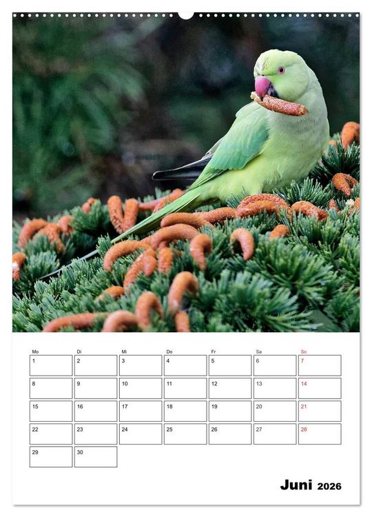 Produktbild: Bezaubernde V&ouml;gel im heimischen Garten (Wandkalender 2026 DIN A2 hoch), CALVENDO Monatskalender