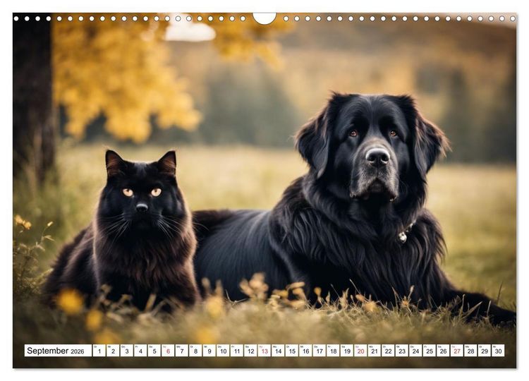 Produktbild: Neufundl&auml;nder - Liebenswerte B&auml;ren (Wandkalender 2026 DIN A3 quer), CALVENDO Monatskalender