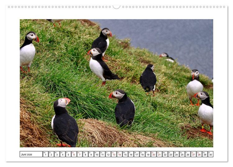 Produktbild: Papageientaucher 2026 - Magische V&ouml;gel des Nordmeers (Wandkalender 2026 DIN A2 quer), CALVENDO Monatskalender