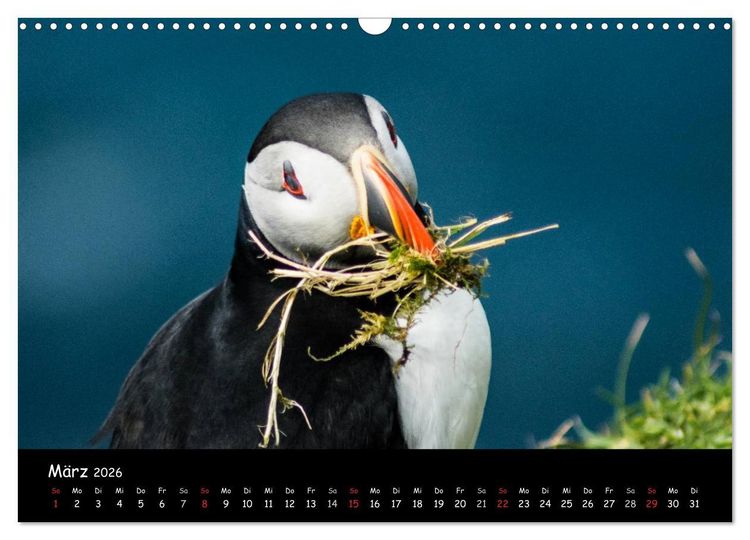 Produktbild: Die Papageientaucher von Mykines (Wandkalender 2026 DIN A3 quer), CALVENDO Monatskalender