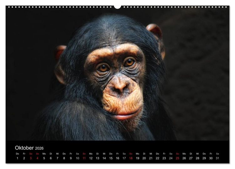 Produktbild: Tierisches (Wandkalender 2026 DIN A2 quer), CALVENDO Monatskalender