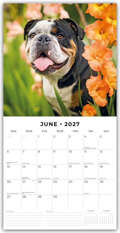 Produktbild: Bulldogs &ndash; Bulldoggen 2027 &ndash; 16-Monatskalender