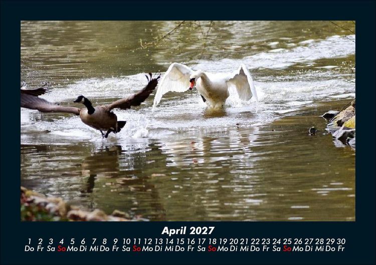 Produktbild: Enten 2027 Fotokalender DIN A5