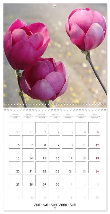 Produktbild: Kruse, G: Floraison des magnolias (Calendrier mural carr&eacute; 20