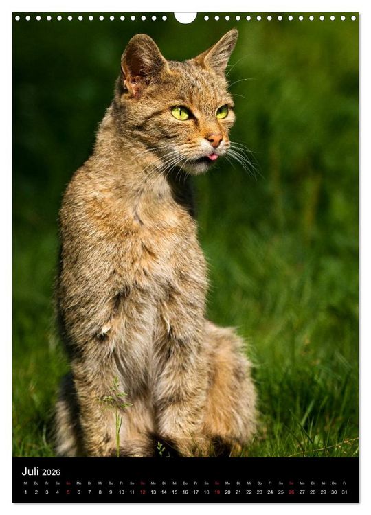 Produktbild: Wildkatzen - scheue J&auml;ger (Wandkalender 2026 DIN A3 hoch), CALVENDO Monatskalender