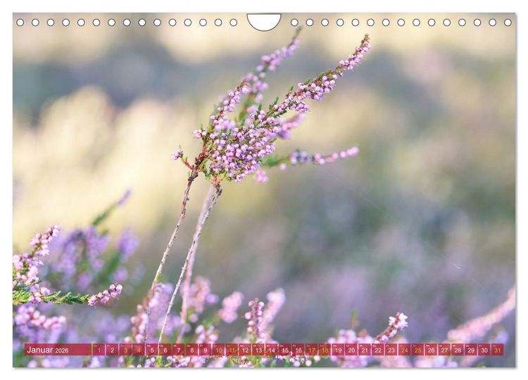 Produktbild: Naturpark Niederlausitzer Heidelandschaft - Heidebl&uuml;te (Wandkalender 2026 DIN A4 quer), CALVENDO Monatskalender