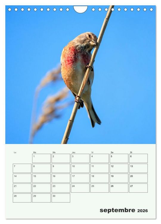 Produktbild: Le monde intime des oiseaux (Calendrier mural 2026 DIN A4 horizontal), CALVENDO calendrier mensuel