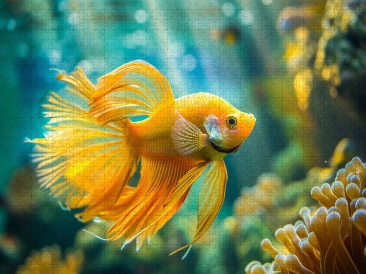 Produktbild: CALVENDO Puzzle Ein Motiv aus dem Kalender Exotische Fische | 1000 Teile Lege-Gr&ouml;&szlig;e 64x48cm Foto-Puzzle f&uuml;r gl&uuml;ckliche Stunden