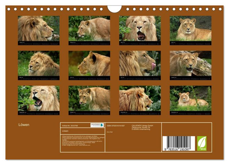 Produktbild: L&ouml;wen (Wandkalender 2026 DIN A4 quer), CALVENDO Monatskalender