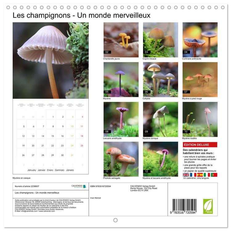 Produktbild: Les champignons - Un monde merveilleux (Calendrier mural carr&eacute; 2026 30x30 cm) Calendrier double avec une page pour vos prises de notes