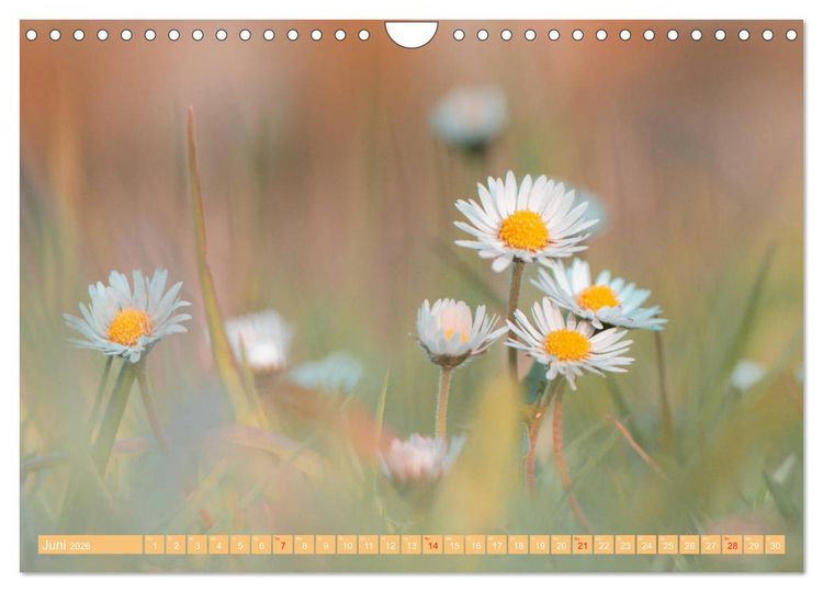 Produktbild: G&auml;nsebl&uuml;mchen Poesie (Wandkalender 2026 DIN A4 quer), CALVENDO Monatskalender