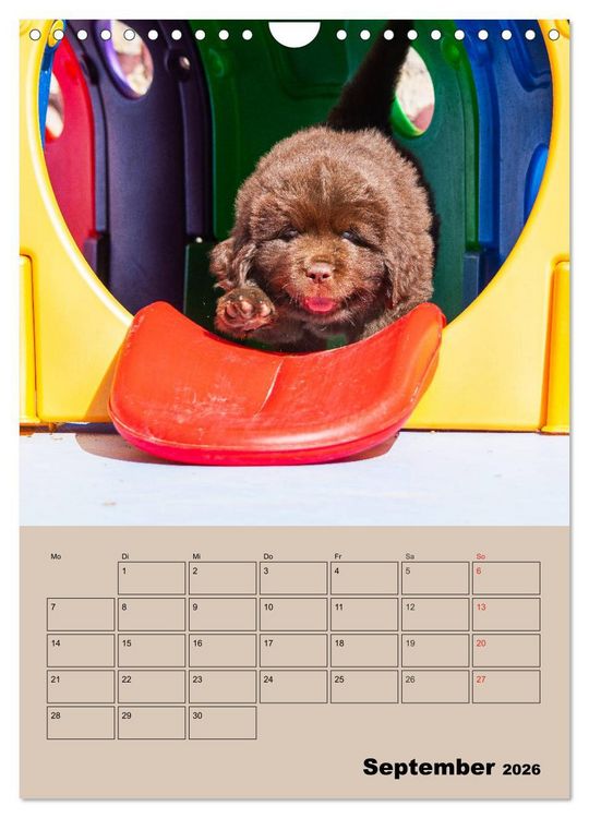 Produktbild: Familienplaner Neufundl&auml;nder Welpen (Wandkalender 2026 DIN A4 hoch), CALVENDO Monatskalender
