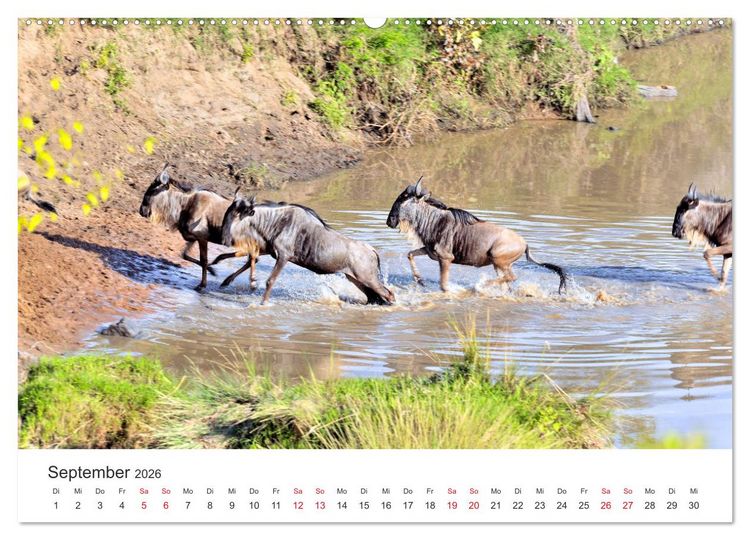 Produktbild: Kenia - Ein Land wie Afrika (Wandkalender 2026 DIN A2 quer), CALVENDO Monatskalender