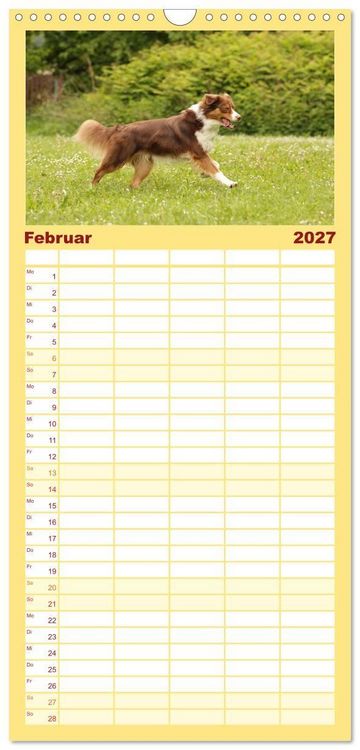 Produktbild: Familienplaner 2027 - Australian Shepherd - Treue Blicke, wilde Herzen mit 5 Spalten (Wandkalender, 21 x 45 cm) CALVENDO