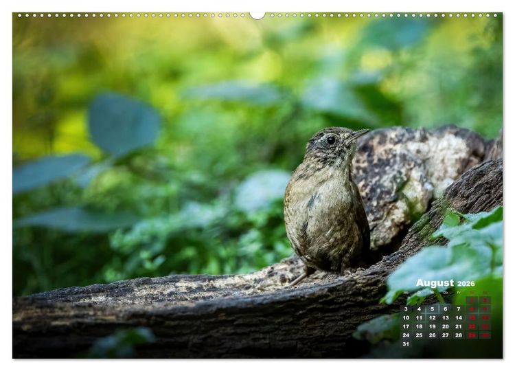 Produktbild: V&ouml;gel in heimischen W&auml;ldern (Wandkalender 2026 DIN A2 quer), CALVENDO Monatskalender