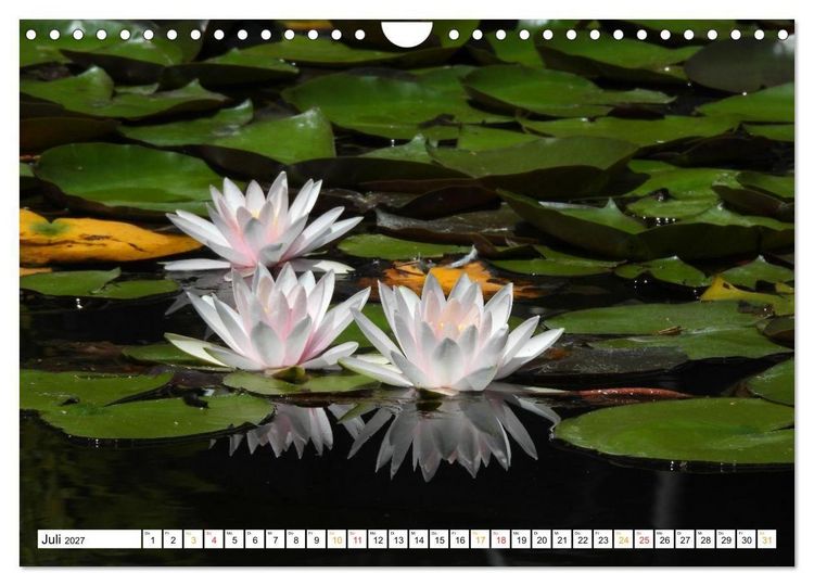 Produktbild: 12 Monate Natur (Wandkalender 2027 DIN A4 quer), CALVENDO Monatskalender
