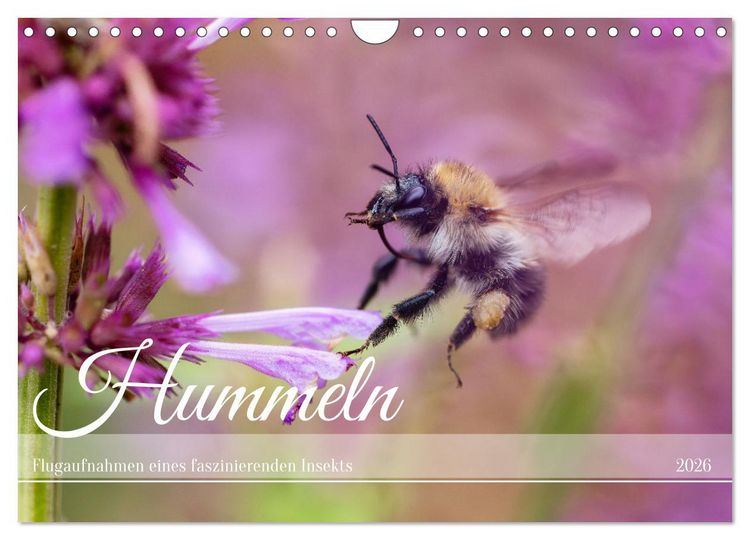 Produktbild: Hummeln - Flugaufnahmen eines faszinierenden Insekts (Wandkalender 2026 DIN A4 quer), CALVENDO Monatskalender