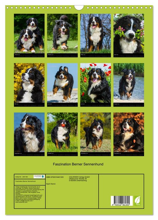 Produktbild: Faszination Berner Sennenhund (Wandkalender 2026 DIN A3 hoch), CALVENDO Monatskalender