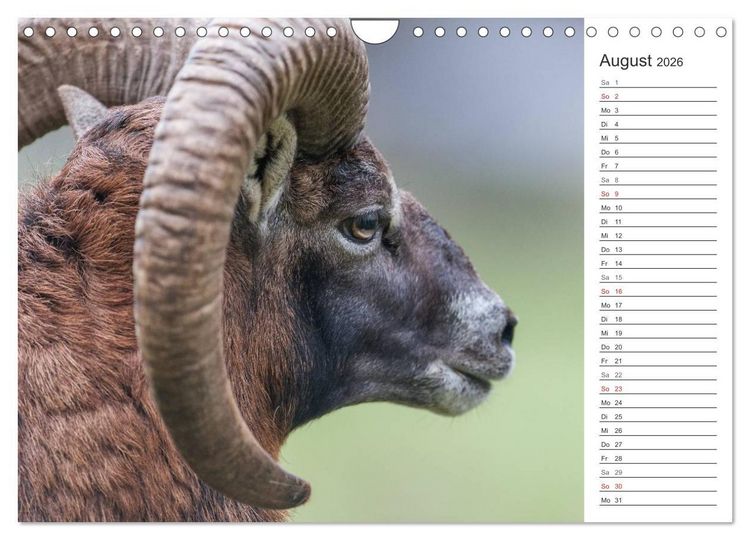 Produktbild: Emotionale Momente: Muffelwild. (Wandkalender 2026 DIN A4 quer), CALVENDO Monatskalender