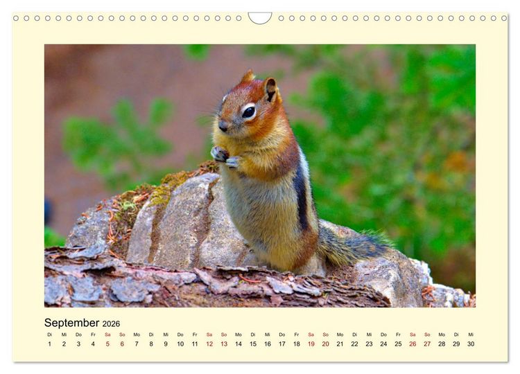 Produktbild: Wild, aber knuffig! (Wandkalender 2026 DIN A3 quer), CALVENDO Monatskalender