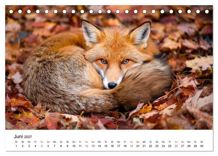 Produktbild: F&uuml;chse - Wanderer durch Moos und Farn (Tischkalender 2027 DIN A5 quer), CALVENDO Monatskalender
