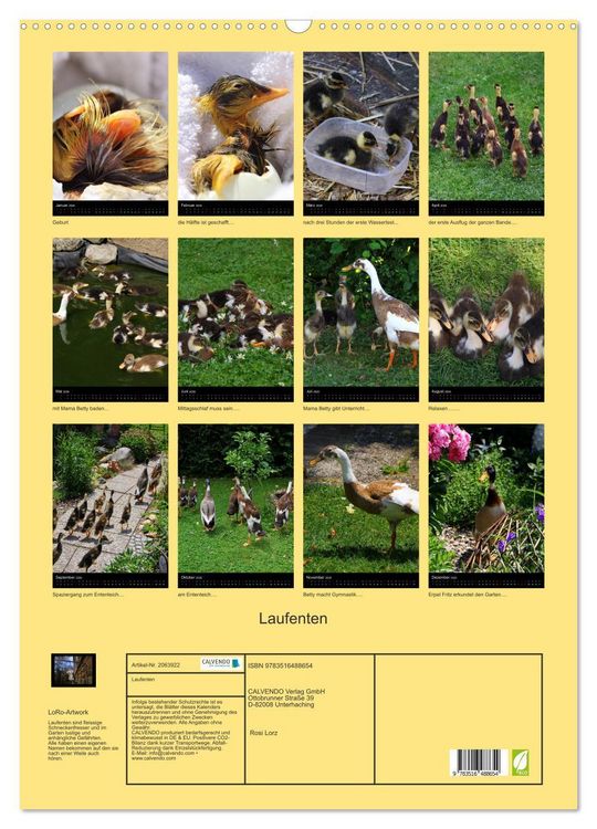 Produktbild: Laufenten (Wandkalender 2026 DIN A2 hoch), CALVENDO Monatskalender