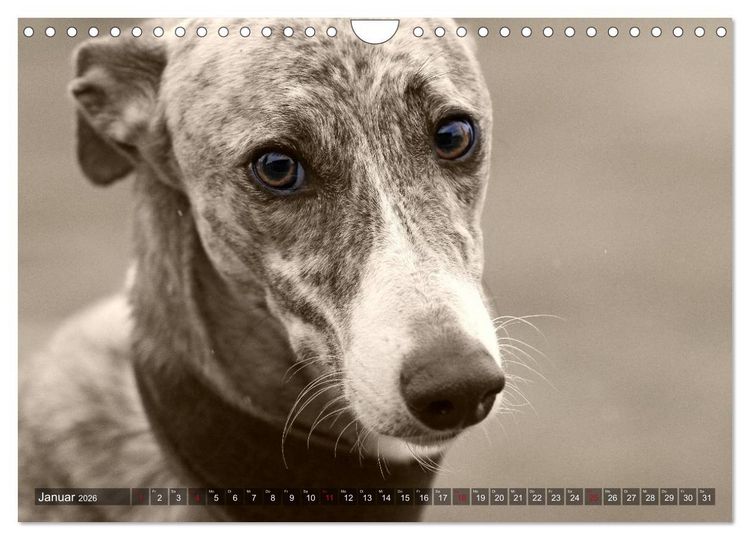Produktbild: Galgo eye-catcher (Wandkalender 2026 DIN A4 quer), CALVENDO Monatskalender