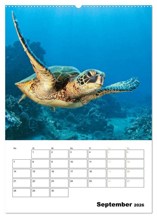 Produktbild: Wunderbare Wasserwelt der Meeresschildkr&ouml;ten (Wandkalender 2026 DIN A2 hoch), CALVENDO Monatskalender