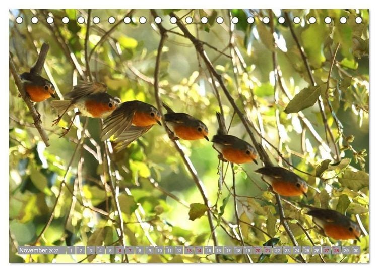 Produktbild: V&ouml;gel im Fluge - Ocells en vol (Tischkalender 2027 DIN A5 quer), CALVENDO Monatskalender
