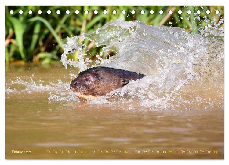 Produktbild: Riesenotter - Flussw&ouml;lfe im Pantanal (Tischkalender 2026 DIN A5 quer), CALVENDO Monatskalender
