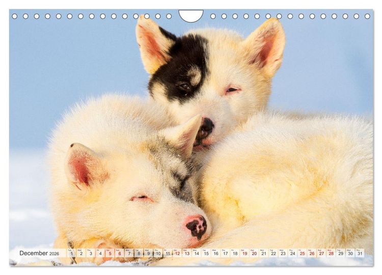 Produktbild: Greenland Dog - The Sled Dogs of Northern Greenland (Wall Calendar 2026 DIN A4 landscape), CALVENDO 12 Month Wall Calendar