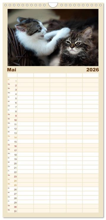 Produktbild: Familienplaner 2026 - Katzenbabys beobachtet mit 5 Spalten (Wandkalender, 21 x 45 cm) CALVENDO